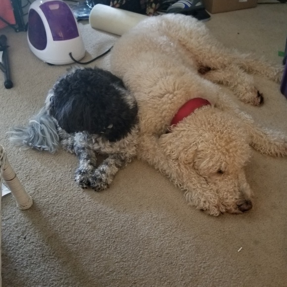 Meet your Posher, Janie - Picture 7 of 7